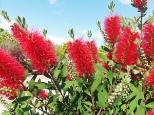 Callistemon(Калистемон)